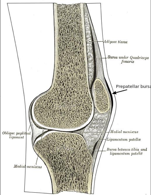 The suprapatellar bursa is located just superior to the patella and deep to the quadriceps tendon. This bursa helps to reduce the friction between the quadriceps tendon and the femur.