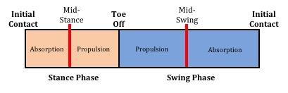 The stance and the swing phase can both be subdivided into absorption periods and propulsion periods.