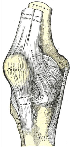 Quadriceps Tendon Femur Bones: The bones that come together to form the knee joint include the femur, patella, tibia, and fibula.