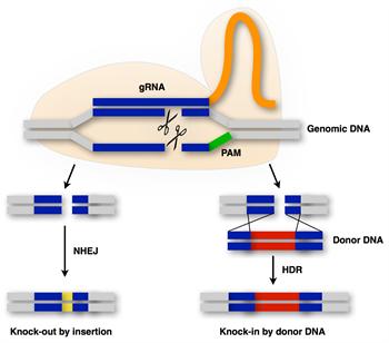 How does the cell repir double strnd breks? http://www.