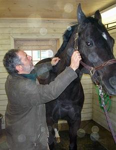 Equine Acupuncture: Incorporation into Lameness Diagnosis and Treatment By Allen M. Schoen, DVM, MS, PhD (hon.