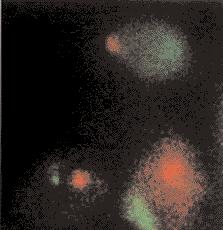 a. b. Figure 4. Human spermatozoa after in-vitro decondensation and chromosome painting. a. X chromosome (green), chromosome 18 (red); b.