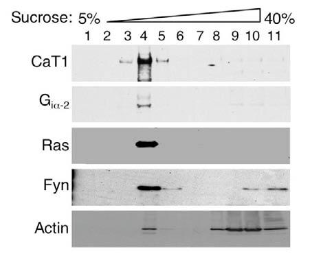 Freeman, M.R. DAMD17-02-1-0036 5 cancer cells employ a cholesterol-rich plasma membrane (lipid raft) compartment to transmit cell growth and survival signals (Zhuang et al. 2002; Kim et al 2004).