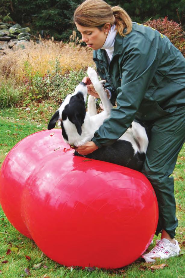 Using a Theraball Place the dog gently on the Theraball so that neither his forelimbs nor hind limbs can reach the ground. Maintain the dog s spine in a flexed or rounded position.