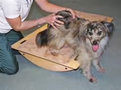 Increase intensity by increasing the time and by wheelbarrowing the dog down hills. Exercise caution if the dog has a problem with his spine secondary to the extension involved.