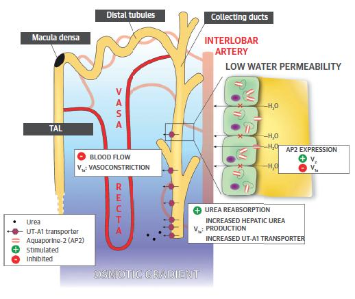Role of Vasopressin in Heart Failure Free Water Excretion