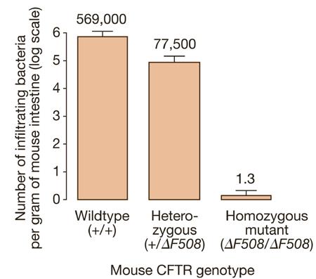 Some evidence that (weakly) supports the typhoid-fever hypothesis Cultured mouse cells resist infiltration by Salmonella typhi if they are heterozygous (or homozygous) for