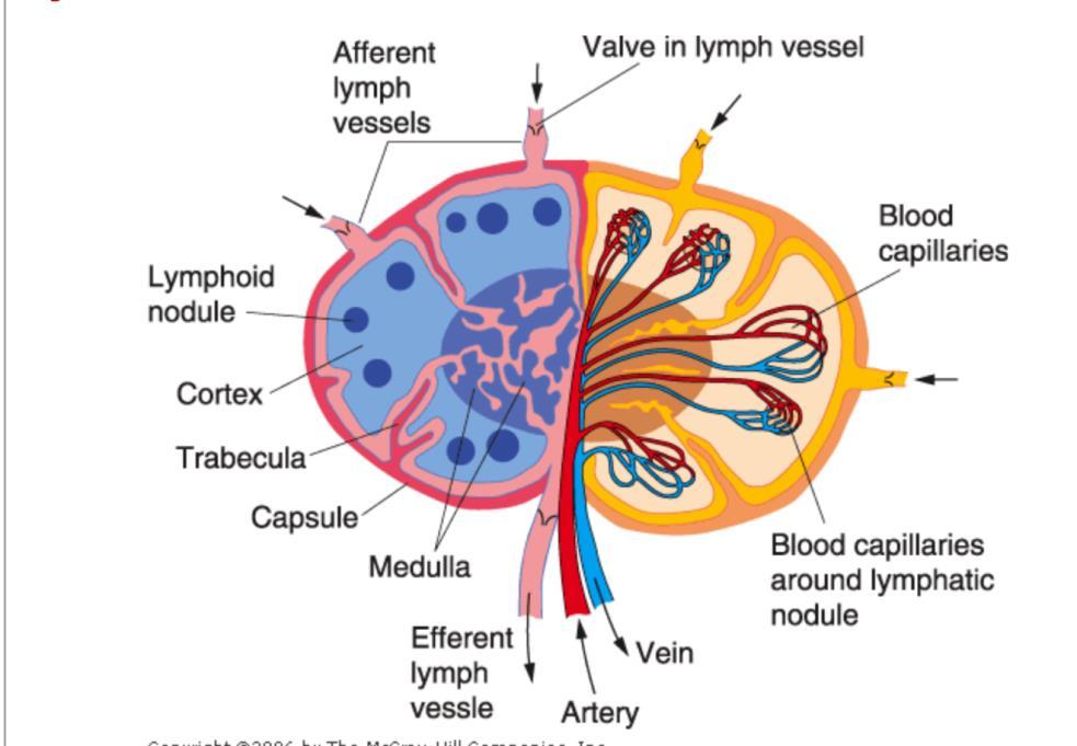 Small arteries enter the node through the hilum, and form capillaries in the lymphoid nodules, where small veins originate and exit at the hilum.