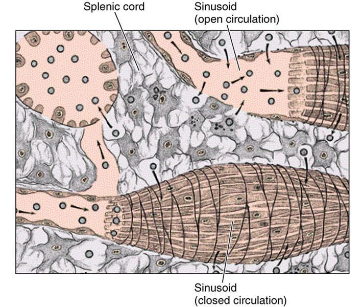 Splenic cords are composed of loose network of reticular cells supported by reticular fibers. They also contains macrophages, T and B-lymphocytes, plasma cells, and many blood cells.