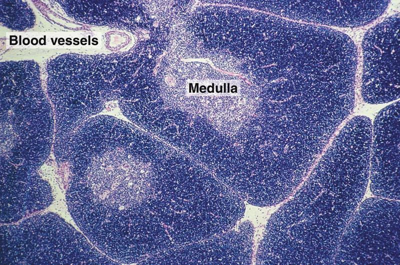 Epithelial reticular cells are stellate cells with light-staining oval nuclei, with one or two nucleoli, and eosinophilic cytoplasm.