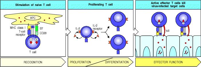 The interaction between naïve T-cells and APC remain transient. In case T-cell recognizes antigenic peptide on APC, its TcR signals a conformational change in LFA-1.