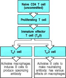 Figure 17: The stages of activation of CD4 T cells. CD8 T-cells after thymic education are already committed naïve Tc cells.