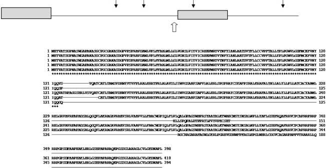 EUROPEAN JOURNAL OF ENDOCRINOLOGY (2010) 163 Novel KISS1R mutation in familial hypogonadism 33 A Site 1 Site 2 Site 3 Site 4 B Exon 2 Intron 2 Exon 3 Constitutive acceptor splice site Intron 3 Figure