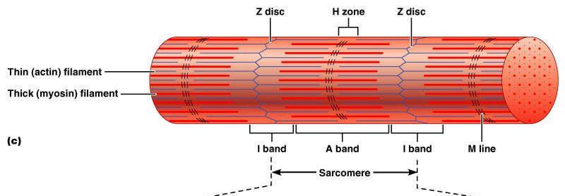 - myosin filaments are held together by Z lines (not attached).