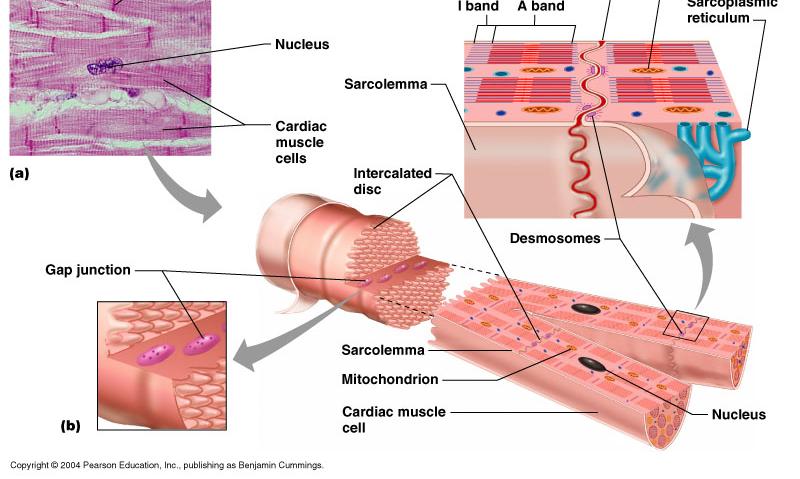 Cardiac Muscle self- exciting muscle fibers form pacemakers which initiate spontaneous nerve impulses for