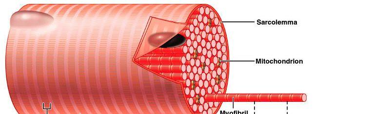 5. The myofibrils contain 2 kinds of protein filaments.