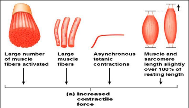 Muscle contraction strength mechanisms The force of contraction depends on: 1. Motor Unit Recruitment 2.