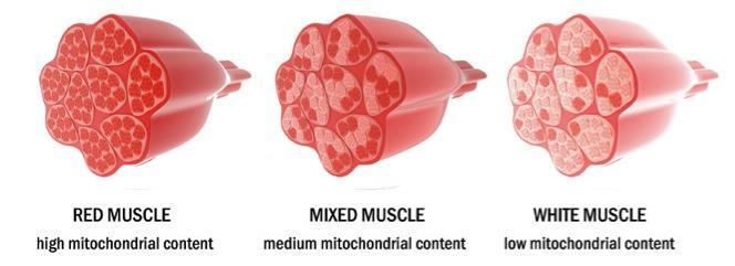 1. type I muscle fibers (slow-twitch fibers, red) typically smaller motor units 2. type II fibers (fast-twitch fibers, white) - typically larger than motor units containing type I fibers - i.