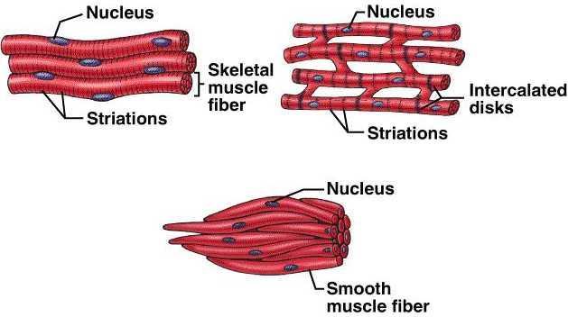 Types of muscles Skeletal muscle Smooth muscle Cardiac muscle Skeletal muscle and smooth muscle basic comparison Skeletal muscle Bigger cells, long and thin Syncytium (multinuclear cells) Smooth
