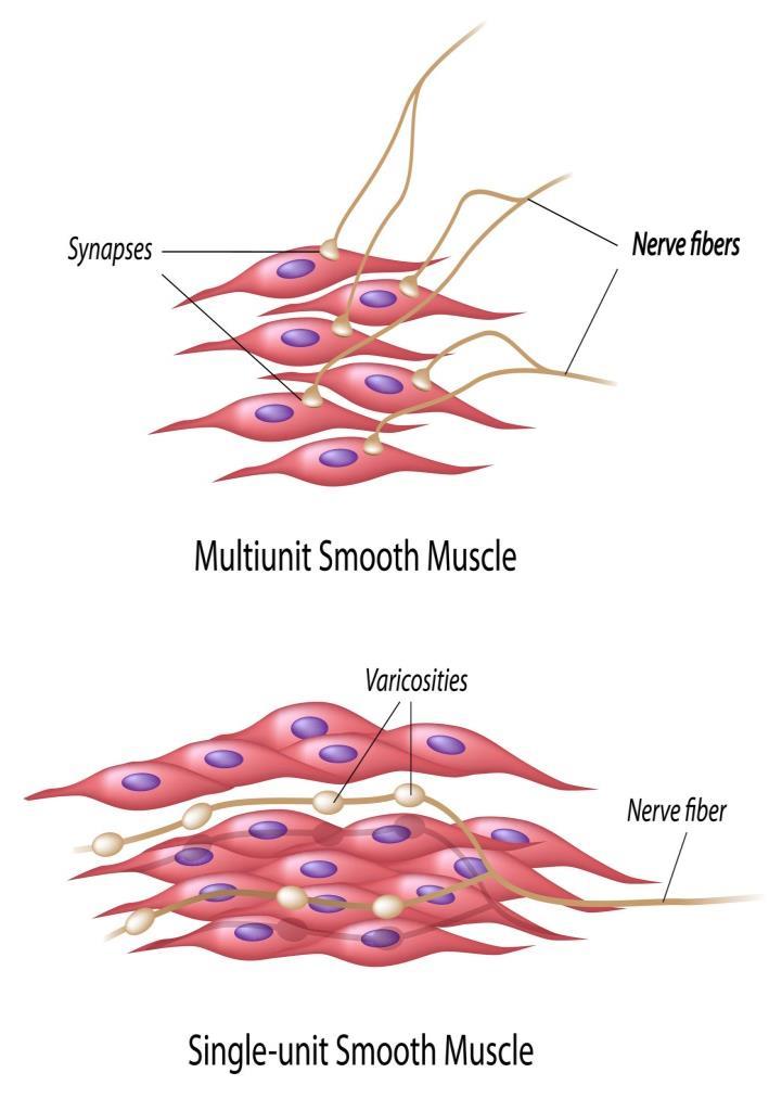 Types of the smooth muscles Multi unit smooth muscle composed of separate smooth muscle fibers (separated by a glycoprotein/collagen layer) only a few fibres innervated by a