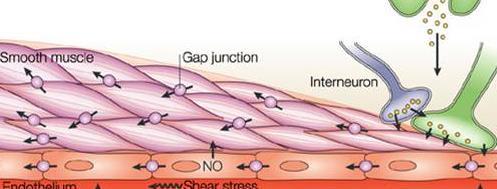 syncytium - cell membranes joined by gap junctions - ions can flow freely from one cell to another and cause depolarisation /contraction Often controled by non-nervous