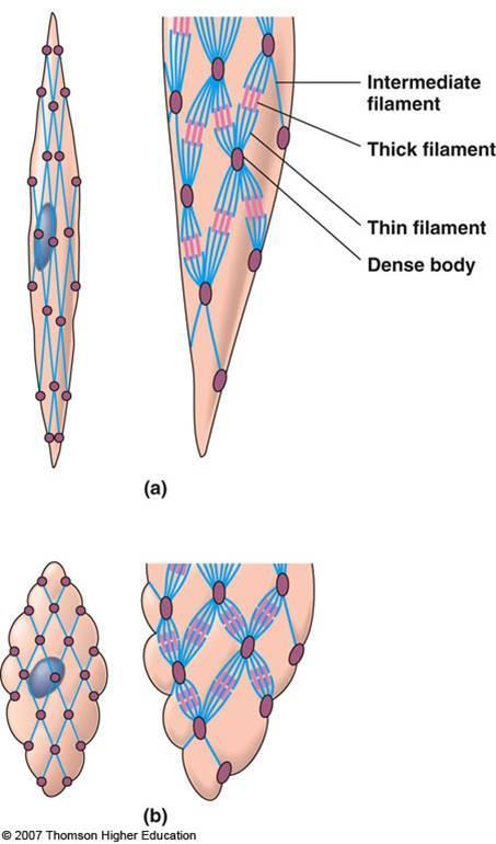 Contractile mechanism in the smooth muscle contraction interaction of actin and myosin filaments (different arrangement of the filaments than in the skeletal muscle) actin filaments attached to the