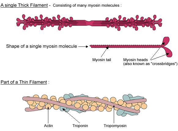 Myofilaments Thick filament Myosin molecules in shape of golf clubs long tails bundled together, heads sticking out Thin filament actin globules arranged into