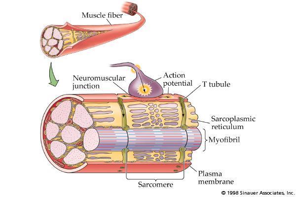 Excitation contraction coupling the AP travels along the membrane of the muscle cell (sarcolemma) through T tubules (invaginations of the sarcolemma) pass to sacs of sarcoplasmic (endoplasmic)