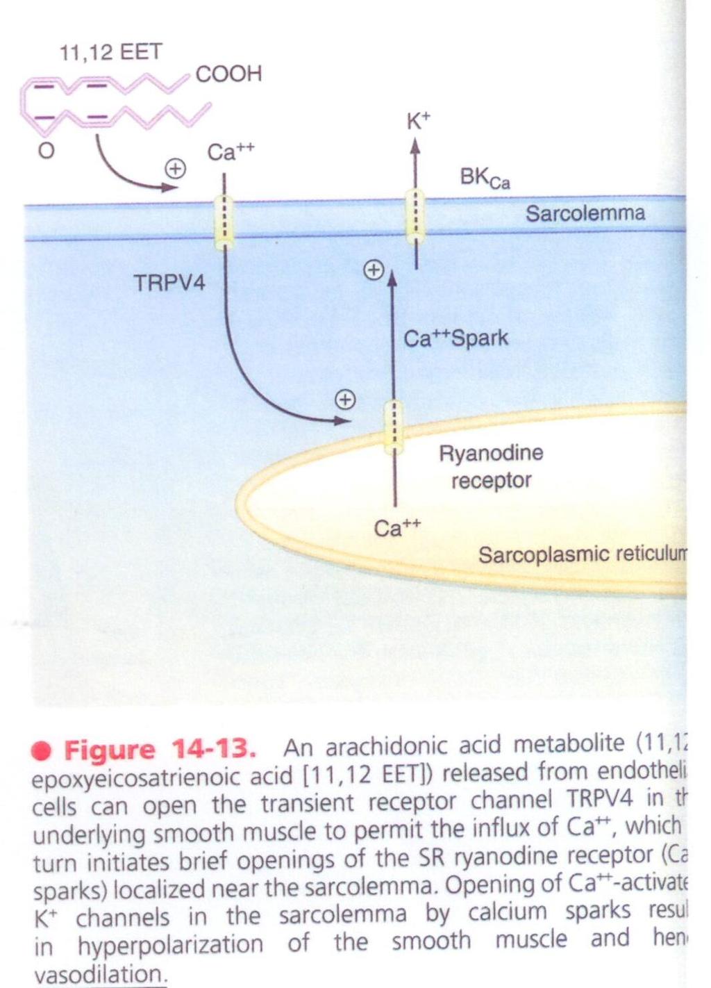 BIPN 100 F15 (Kristan) Human Physiology Lecture 10. Smooth muscle p. 5 a. Ligand-gated receptors (e.g., hormone receptors) can change [Ca ++ ]in without affecting Vm ; the Ca ++ changes the force of contraction.