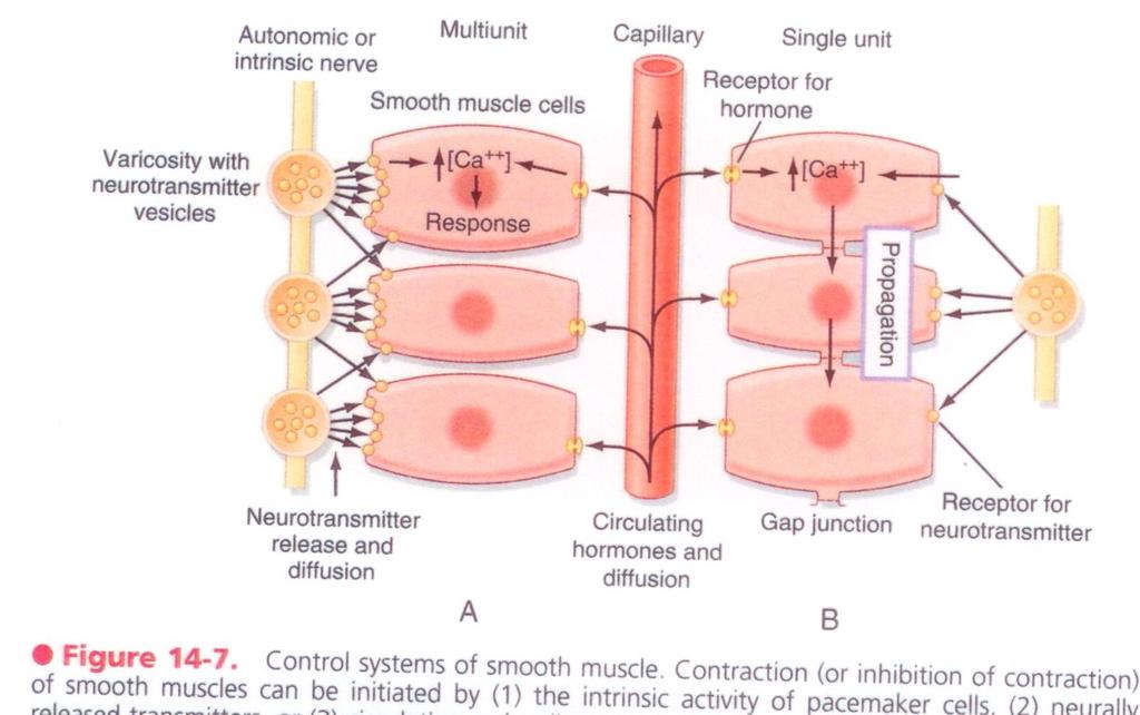 9) (Ca ++ sparks are bursts of Ca ++ through the RyR in the SR). Fig. 10.9. Example of a contraction of smooth muscle without a change in its resting potential, induced by substance (an arachidonic acid metabolite).