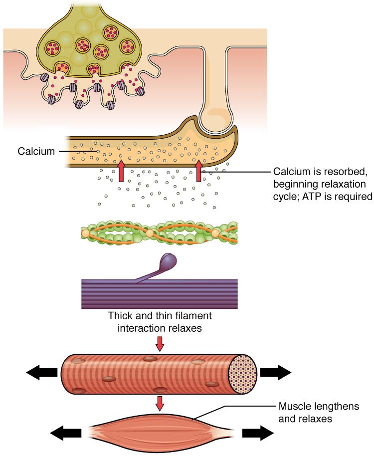 CHAPTER 10 MUSCLE TISSUE 395 Figure 10.9 Relaxation of a Muscle Fiber Ca ++ ions are pumped back into the SR, which causes the tropomyosin to reshield the binding sites on the actin strands.