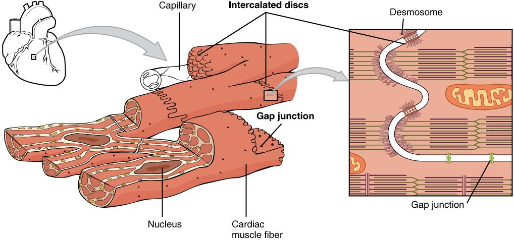 CHAPTER 10 MUSCLE TISSUE 411 Figure 10.22 Cardiac Muscle junctions and desmosomes.