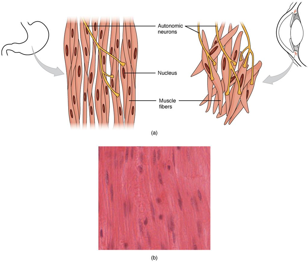 412 CHAPTER 10 MUSCLE TISSUE Figure 10.23 Smooth Muscle Tissue Smooth muscle tissue is found around organs in the digestive, respiratory, reproductive tracts and the iris of the eye. LM 1600.