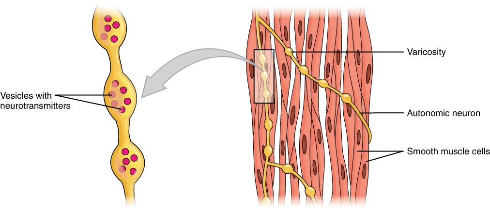 414 CHAPTER 10 MUSCLE TISSUE Figure 10.25 Motor Units A series of axon-like swelling, called varicosities or boutons, from autonomic neurons form motor units through the smooth muscle.