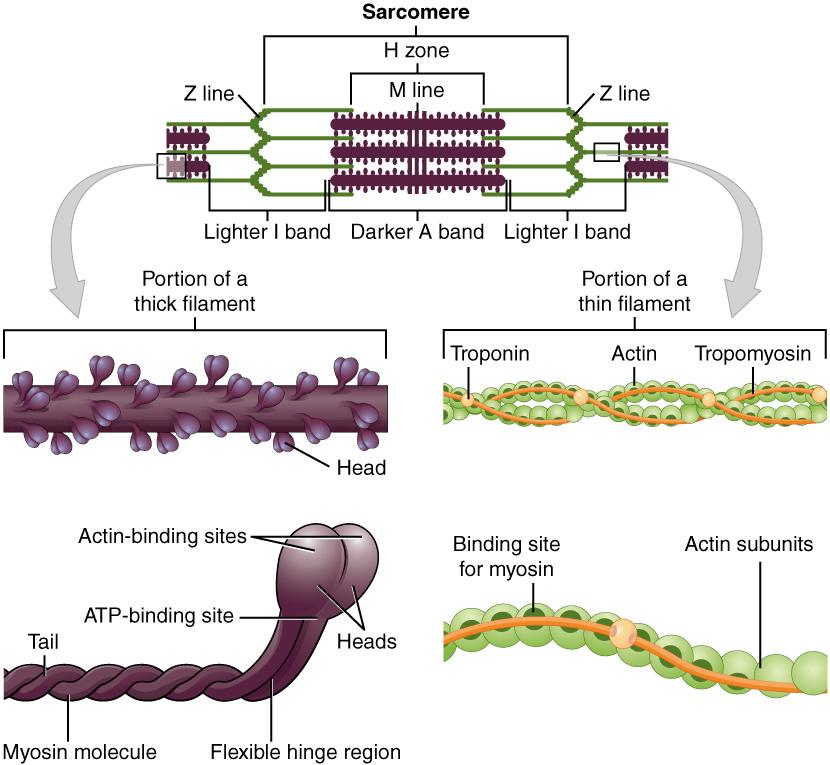 390 CHAPTER 10 MUSCLE TISSUE are two-dimensional), to which the actin myofilaments are anchored (Figure 10.5).