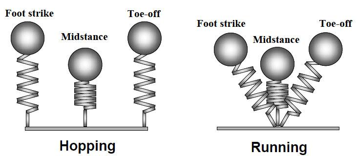 Calculating leg-spring stiffness Where Kvert = vertical leg-spring stiffness; m = mass; t f = flight time; and t c = ground contact time Muscle-tendon and legspring stiffness High Leg-spring