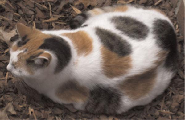X-CHROMOSOME INACTIVATION 1715 Fig. 1. The mosaic coat color of the calico cat exemplifies X- chromosome inactivation (Lyon, 1961).