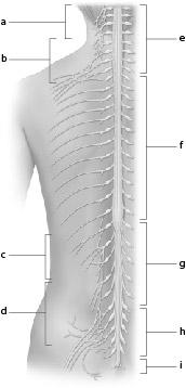 2. Which of the following statements is false? a. There are eight pairs of cervical nerves. b. The lumbar plexus gives rise to the obturator nerve. c. The brachial plexus is deep to the sternocleidomastoid muscle.