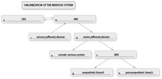 Activity 4: Exploring the Autonomic Nervous System 1.