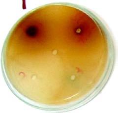 effect on the test pathogenic microorganisms.