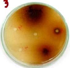 antibacterial effect of P.niruri against E. coli, S. aureus and S. typhi.