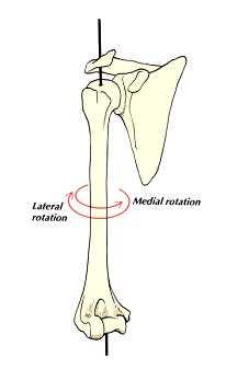 Lateral rotation: Normal lateral rotation