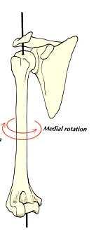 Medial rotation: Normal medial rotation