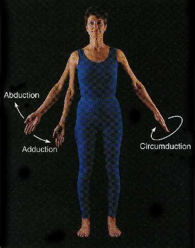 Circumduction: This is a movement in which the distal end of the humerus moves in circular motion while
