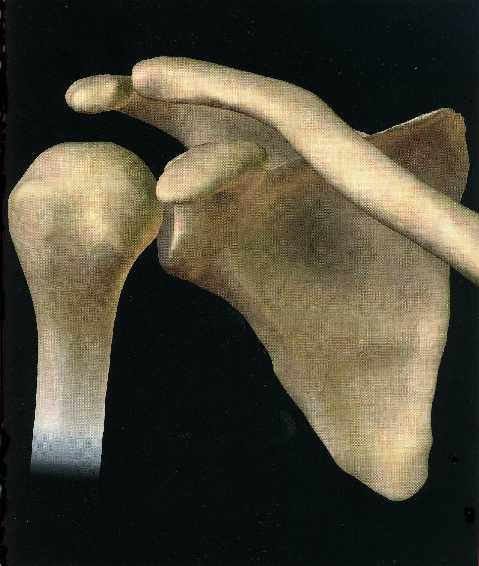ARTICULATION Articulation is between: The rounded head of the Glenoid