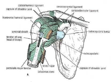The long head of the biceps brachii originates from the supraglenoid tubercle of