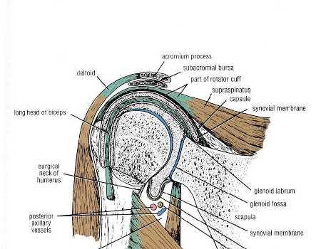 shoulder joint and emerges beneath the transverse humeral ligament.