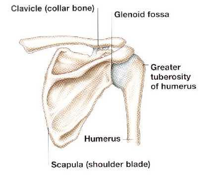 Abduction involves rotation of the scapula as well