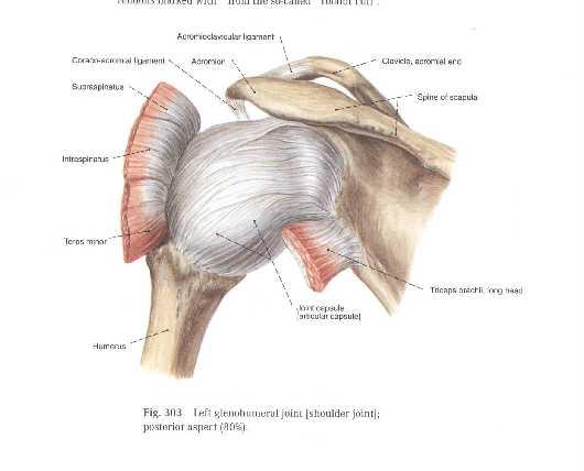 STABILITY OF THE SHOULDER JOINT This