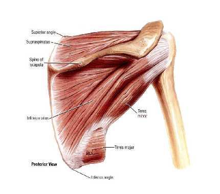 The tendons of these muscles are fused